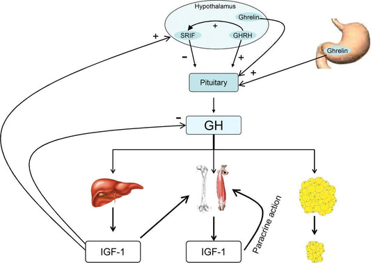 ASSE GH-IGF-1: GLI ORMONI DELLA CRESCITA | Parafarmacia PHARMAGOLI