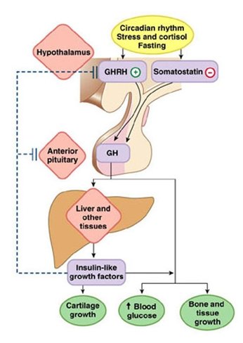 GH, L’ORMONE DELLA CRESCITA - PHARMABLOG - PHARMAGOLI NUTRITION | Parafarmacia PHARMAGOLI