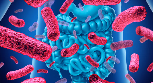 Fermenti lattici: Parliamo di Lactobacillus REUTERI