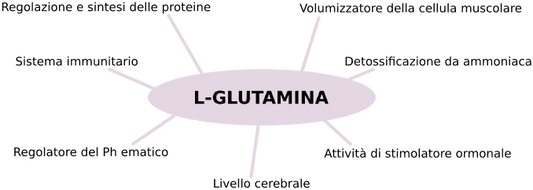 La Glutammina: Proprietà e utilizzo | Parafarmacia PHARMAGOLI