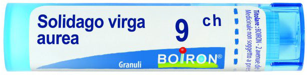 Solidago virga aurea 9ch gr