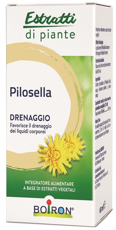 Pilosella int gtt 60ml